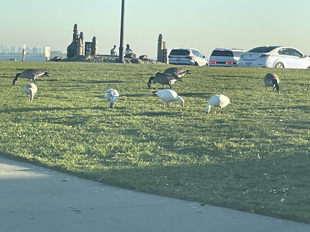 snøgås - ML646826725