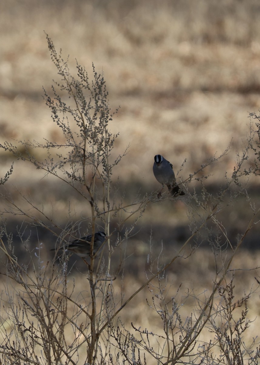 Porsuk Serçesi - ML646826726