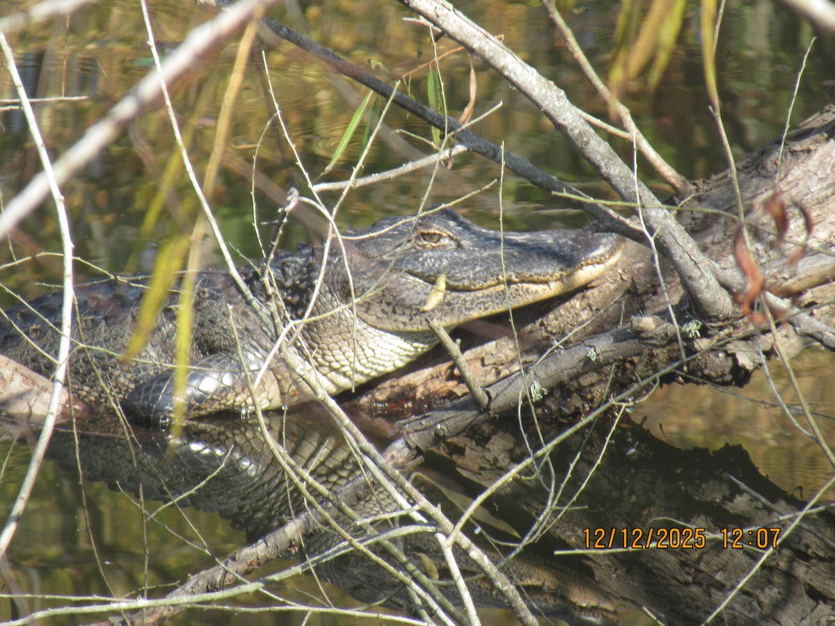 Animals - ML646826727