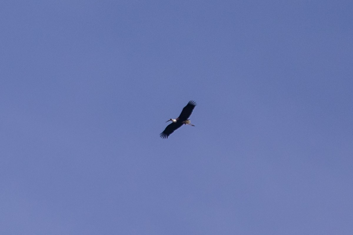 Asien-Wollhalsstorch - ML646826729