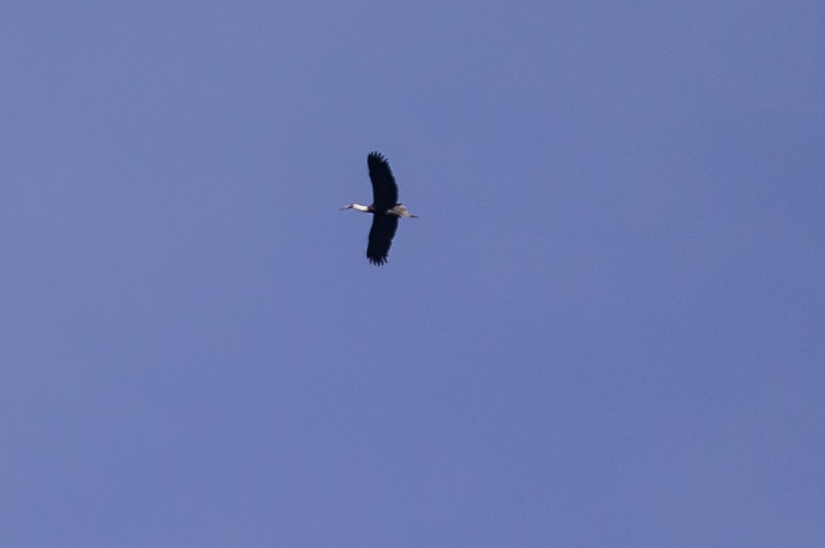 Asien-Wollhalsstorch - ML646826730