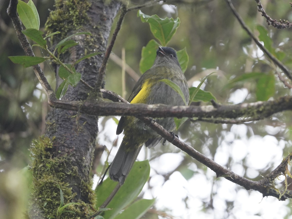 Black-and-yellow Silky-flycatcher - ML646826732