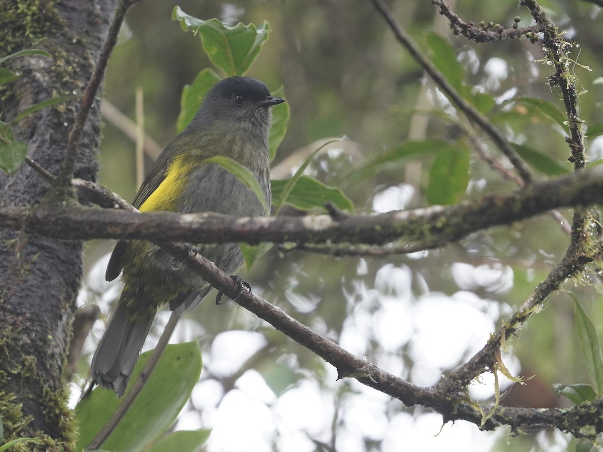 Black-and-yellow Silky-flycatcher - ML646826733