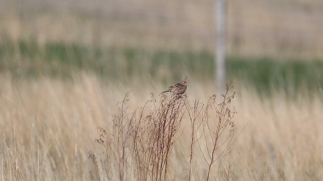 Кузнечиковая овсянка-барсучок - ML646826736