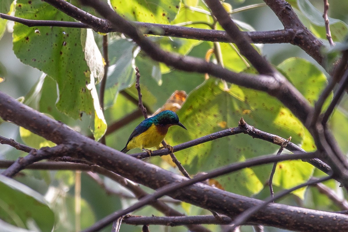 Rubinwangen-Nektarvogel - ML646826737