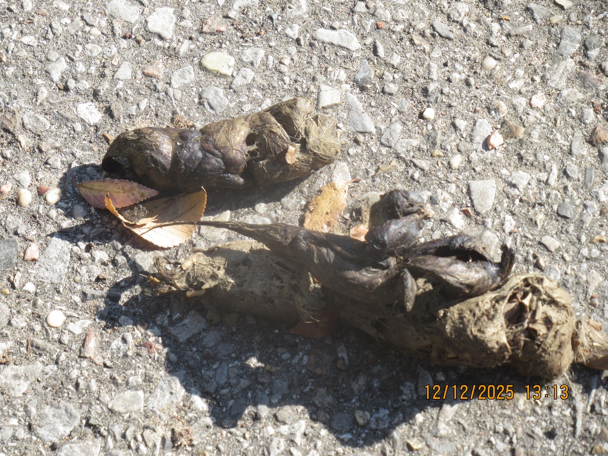 Animals - ML646826739