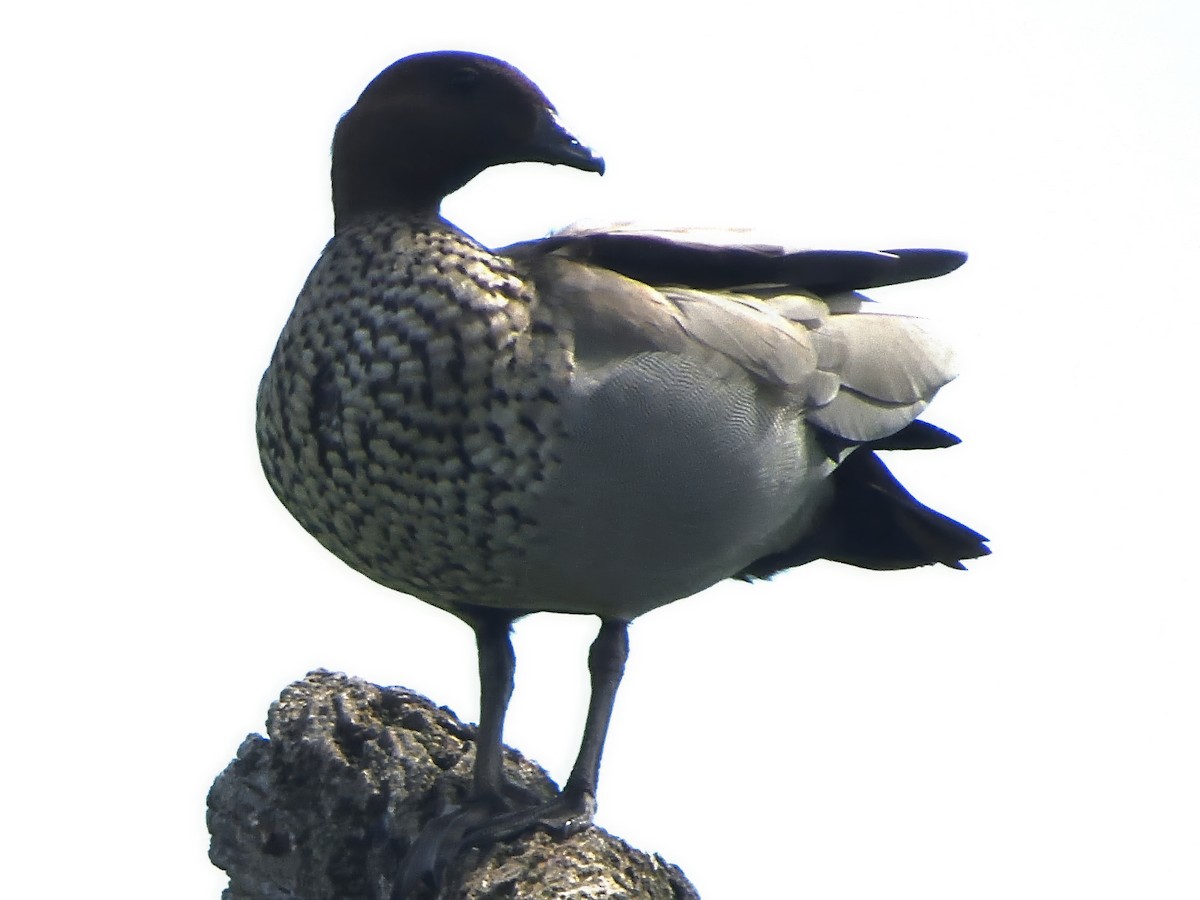 Canard à crinière - ML646826745
