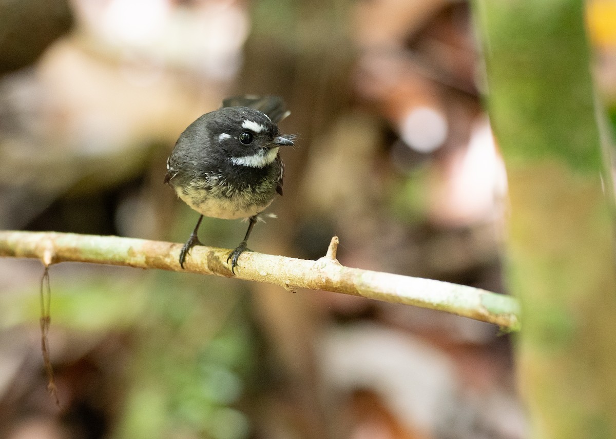 Gray Fantail - ML646826746