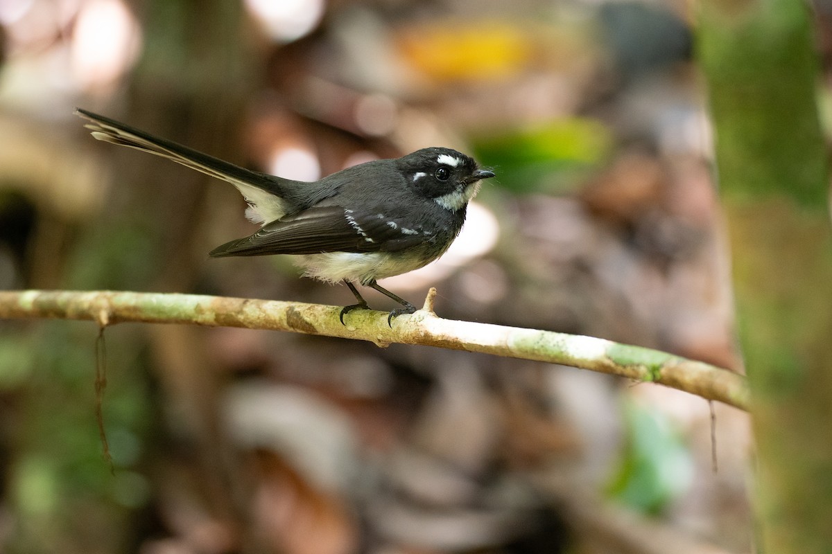 Gray Fantail - ML646826747