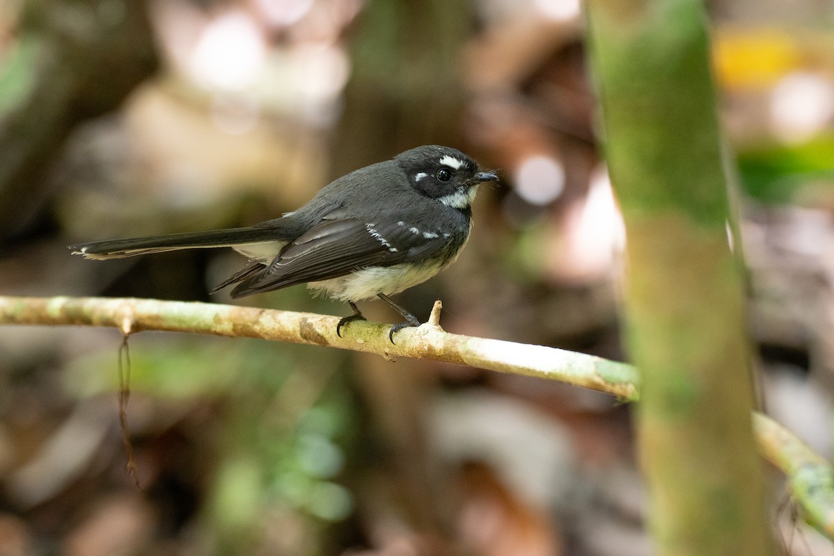 Gray Fantail - ML646826748