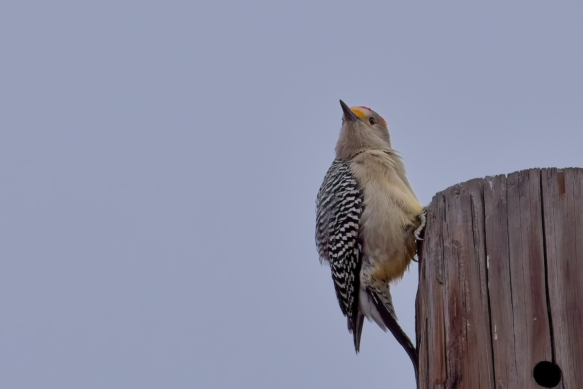 Golden-fronted Woodpecker - ML646826752