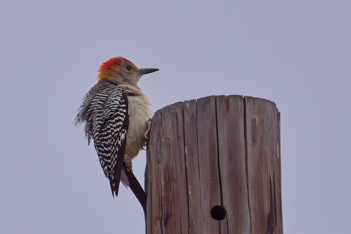 Golden-fronted Woodpecker - ML646826753