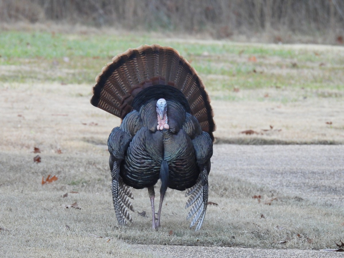 Guajolote Gallipavo - ML646826756