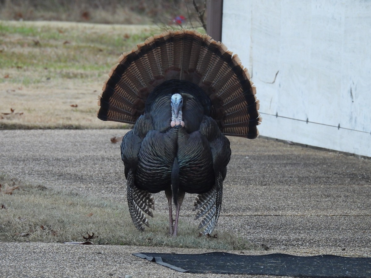 Guajolote Gallipavo - ML646826757