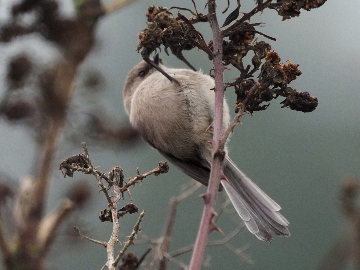 Mito Sastrecillo - ML646826763