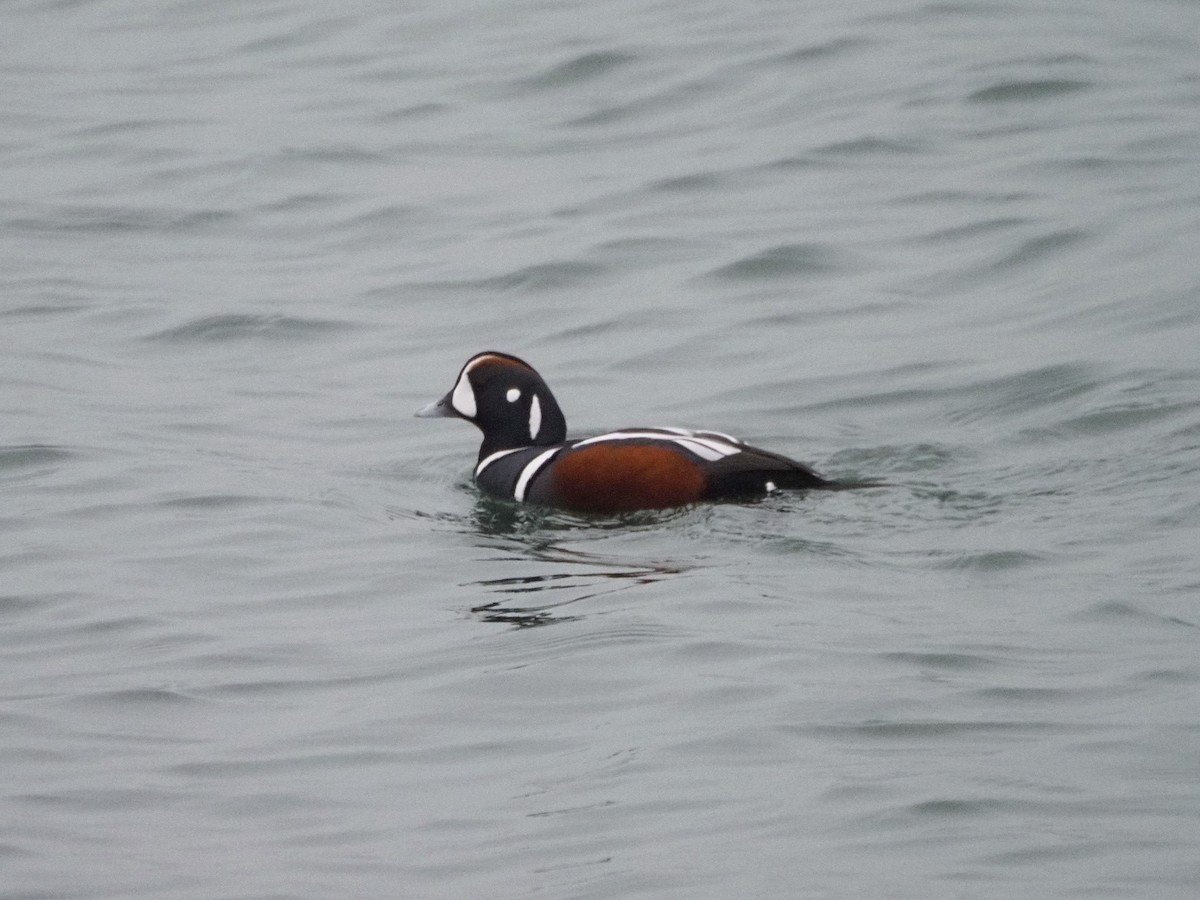 Ahate arlekina - ML646826769