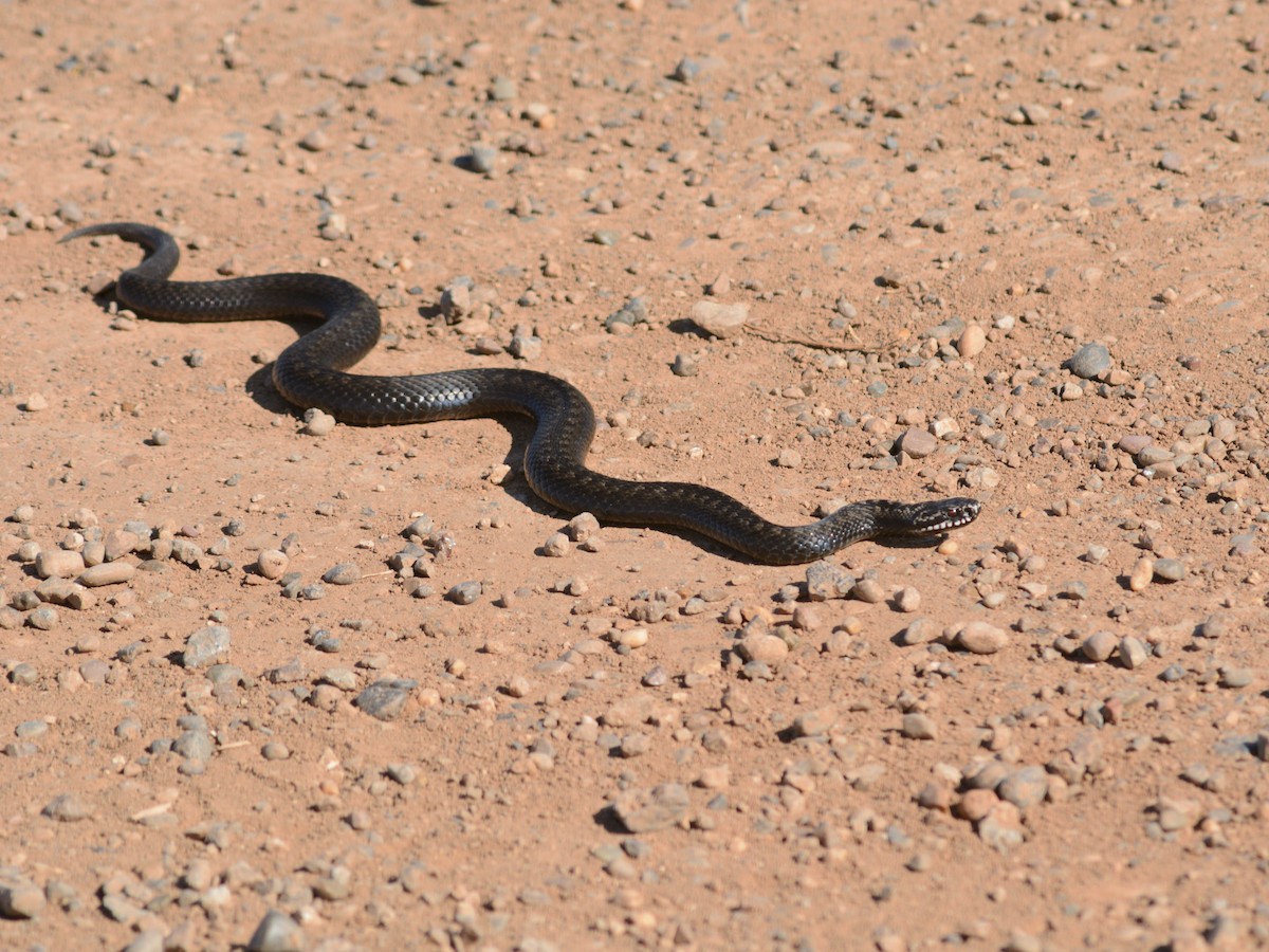 ヨーロッパクサリヘビ - ML646826770