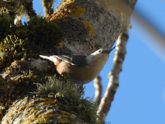 White-breasted Nuthatch - ML646826774