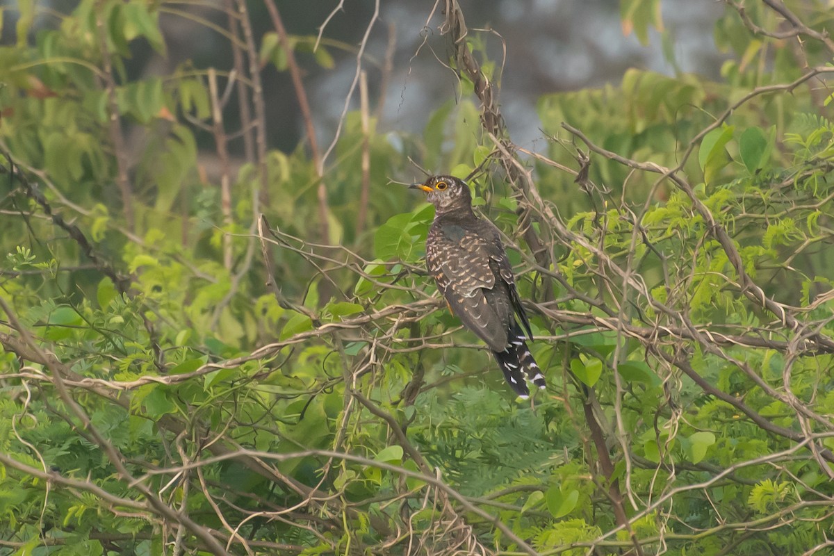 Common Cuckoo - ML646826775