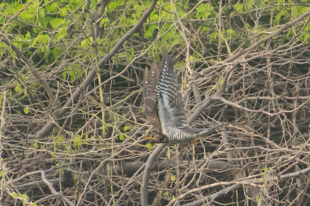 Common Cuckoo - ML646826776