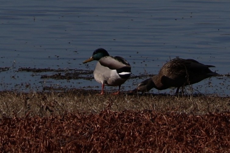 Yeşilbaş - ML646826777