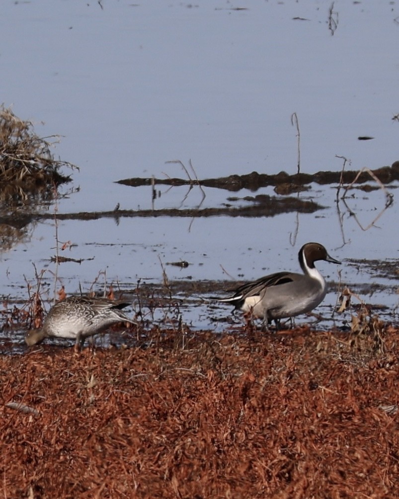 Kılkuyruk - ML646826778