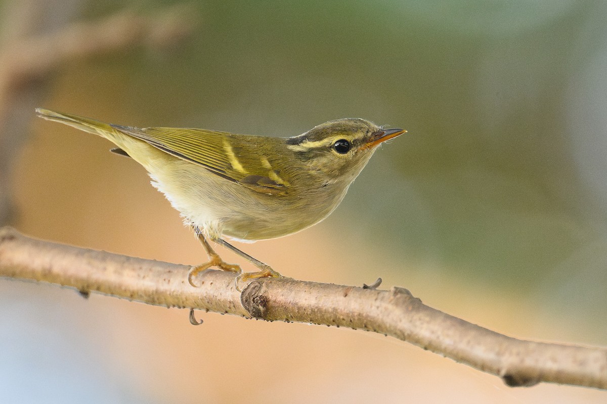 Claudia Çıvgını - ML646826779