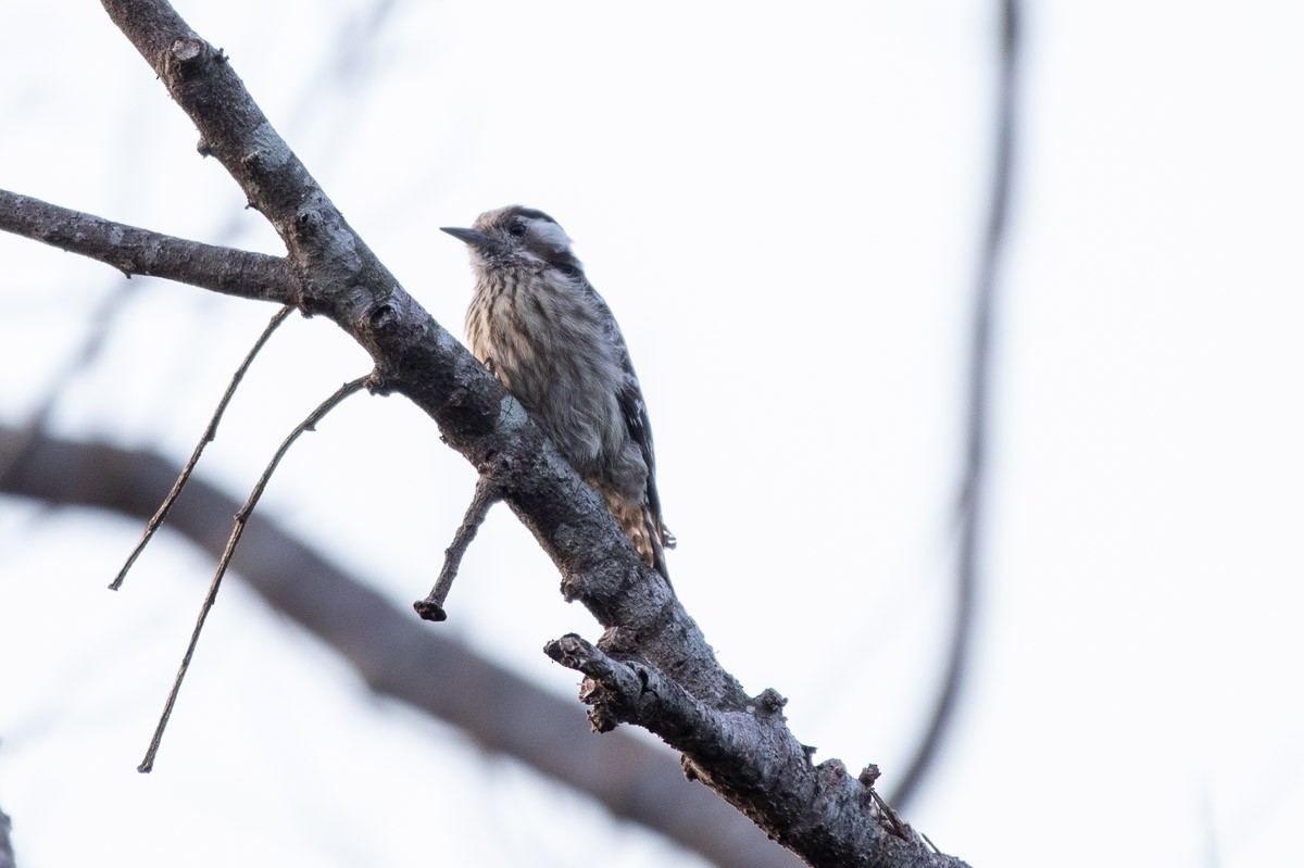 Grauscheitelspecht - ML646826780