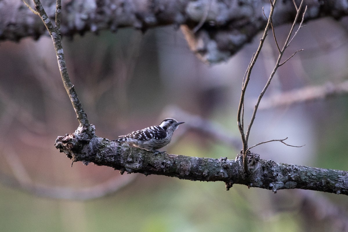 Grauscheitelspecht - ML646826781