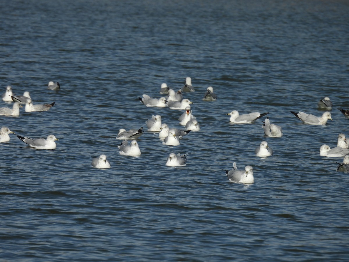 Gaviota de Delaware - ML646826782
