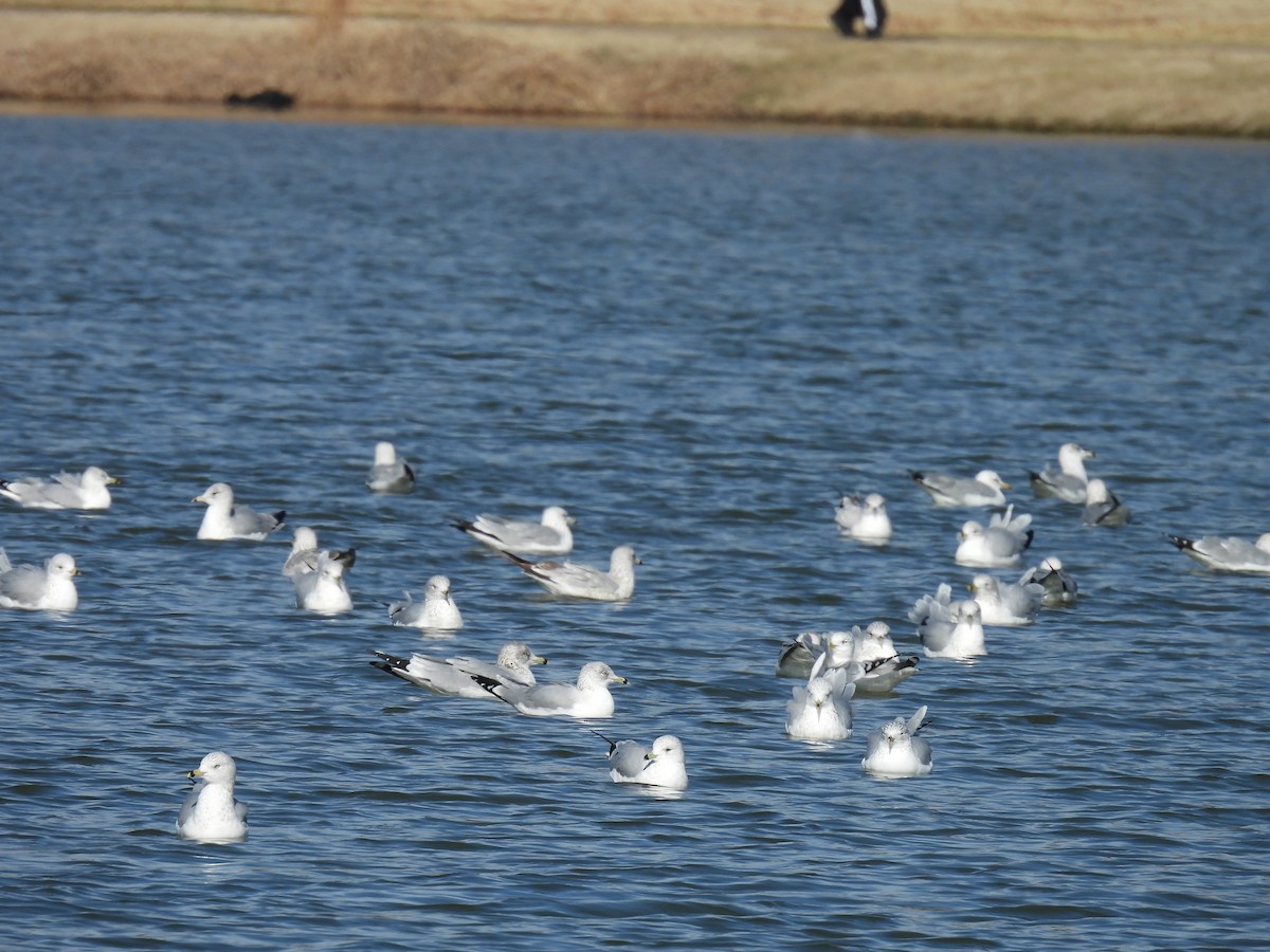 Gaviota de Delaware - ML646826783