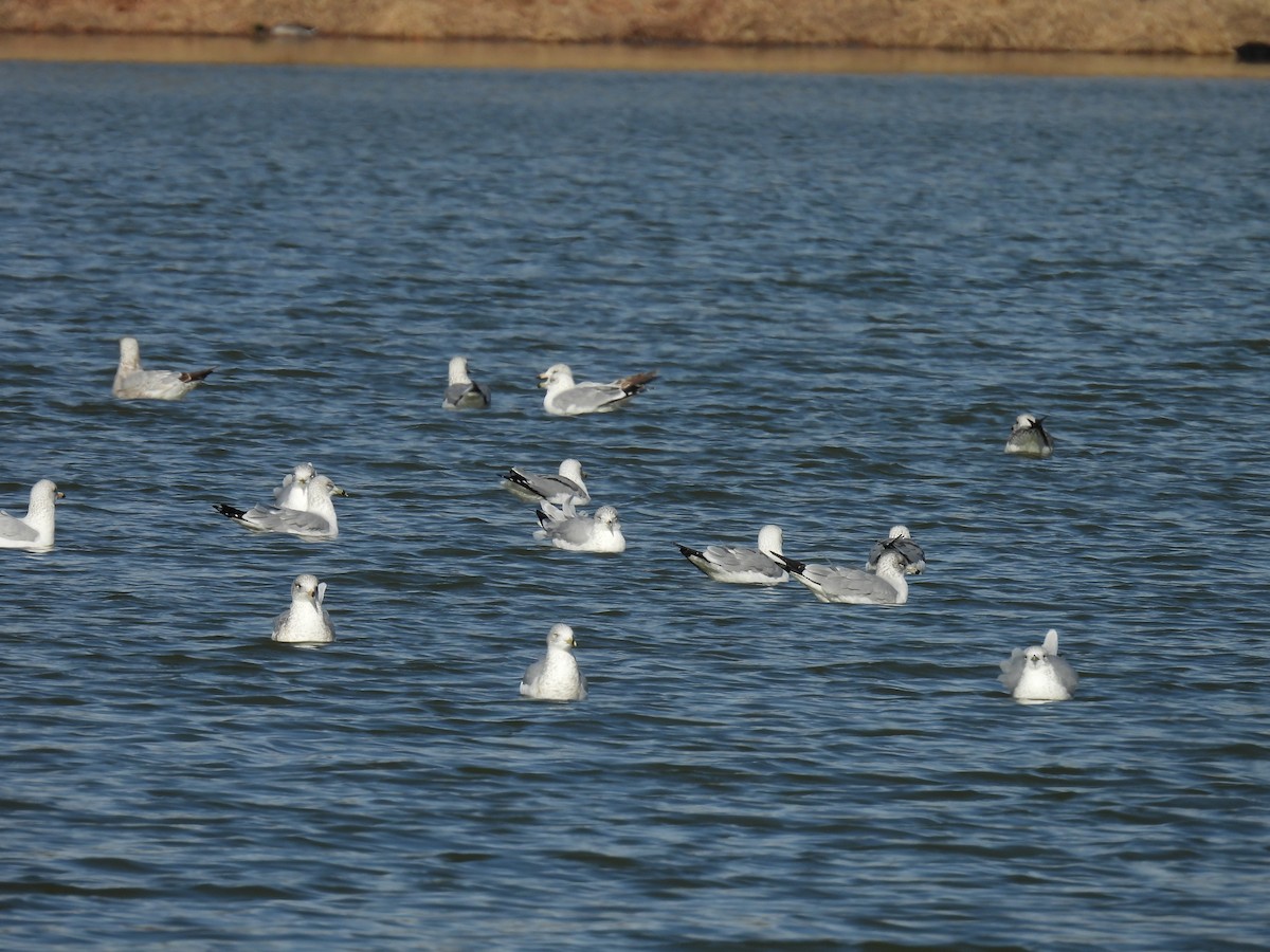 Gaviota de Delaware - ML646826784