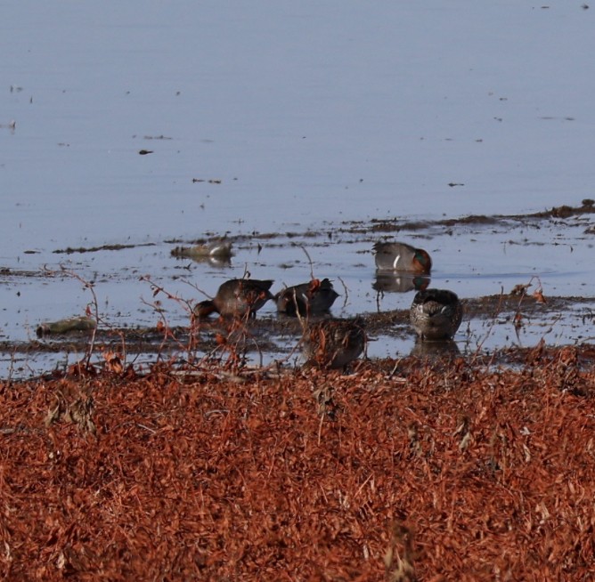 Çamurcun - ML646826785