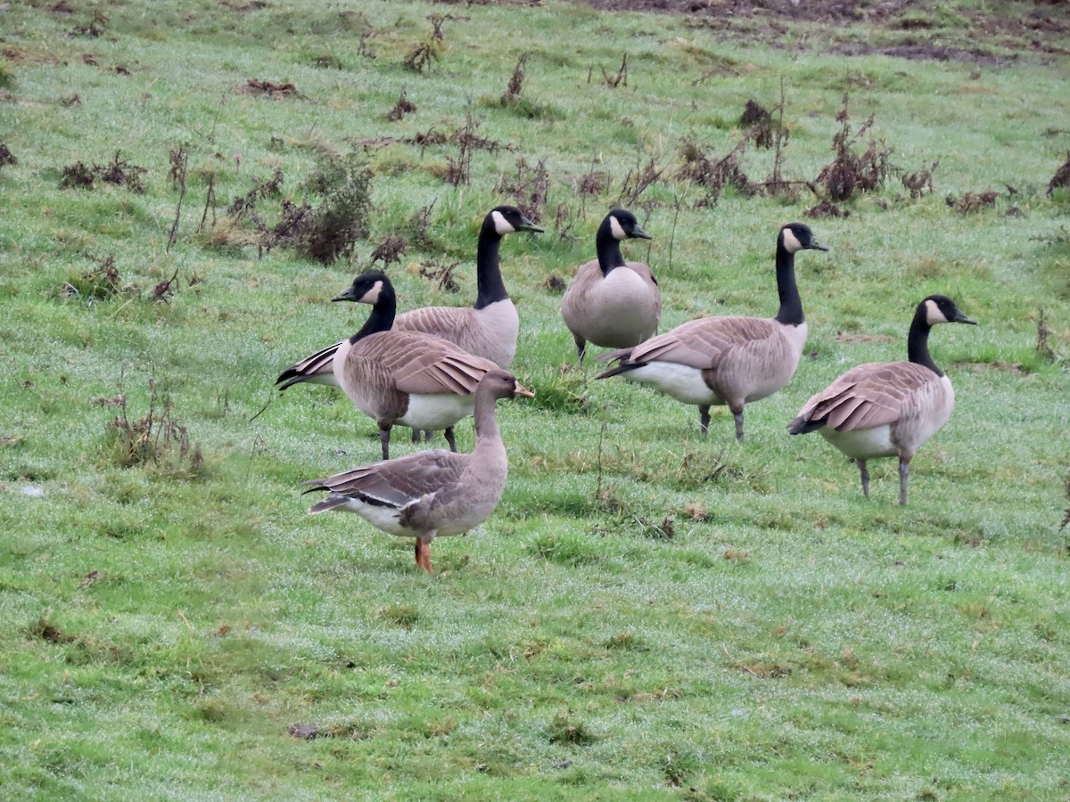 Antzara muturzuria - ML646826786