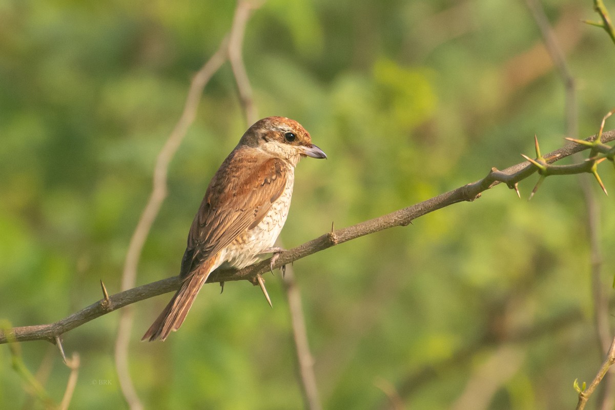 Сорокопуд терновий - ML646826787