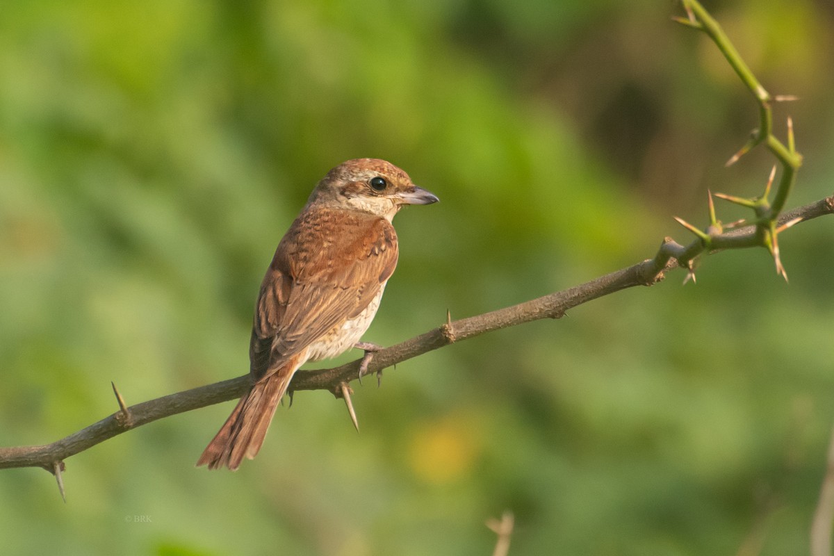 Сорокопуд терновий - ML646826788