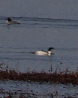 Büyük Tarakdiş - ML646826789