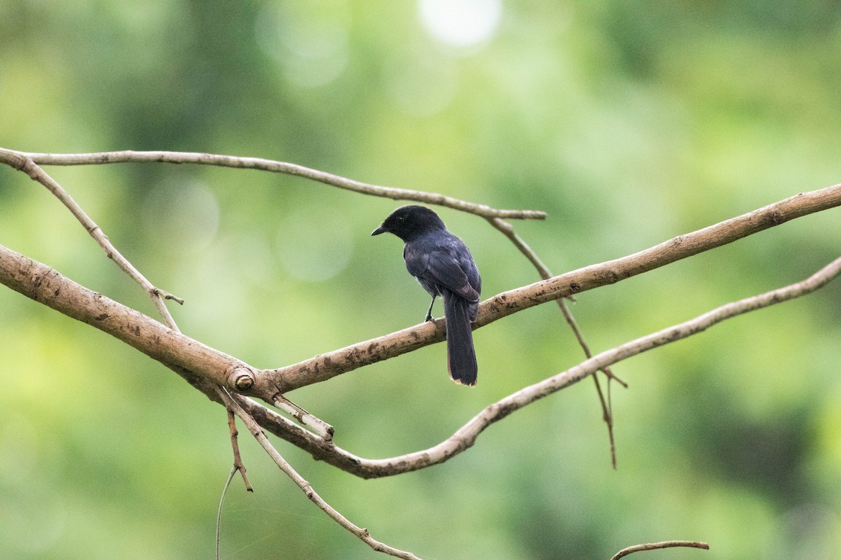 Northern Black-Flycatcher - ML646826790