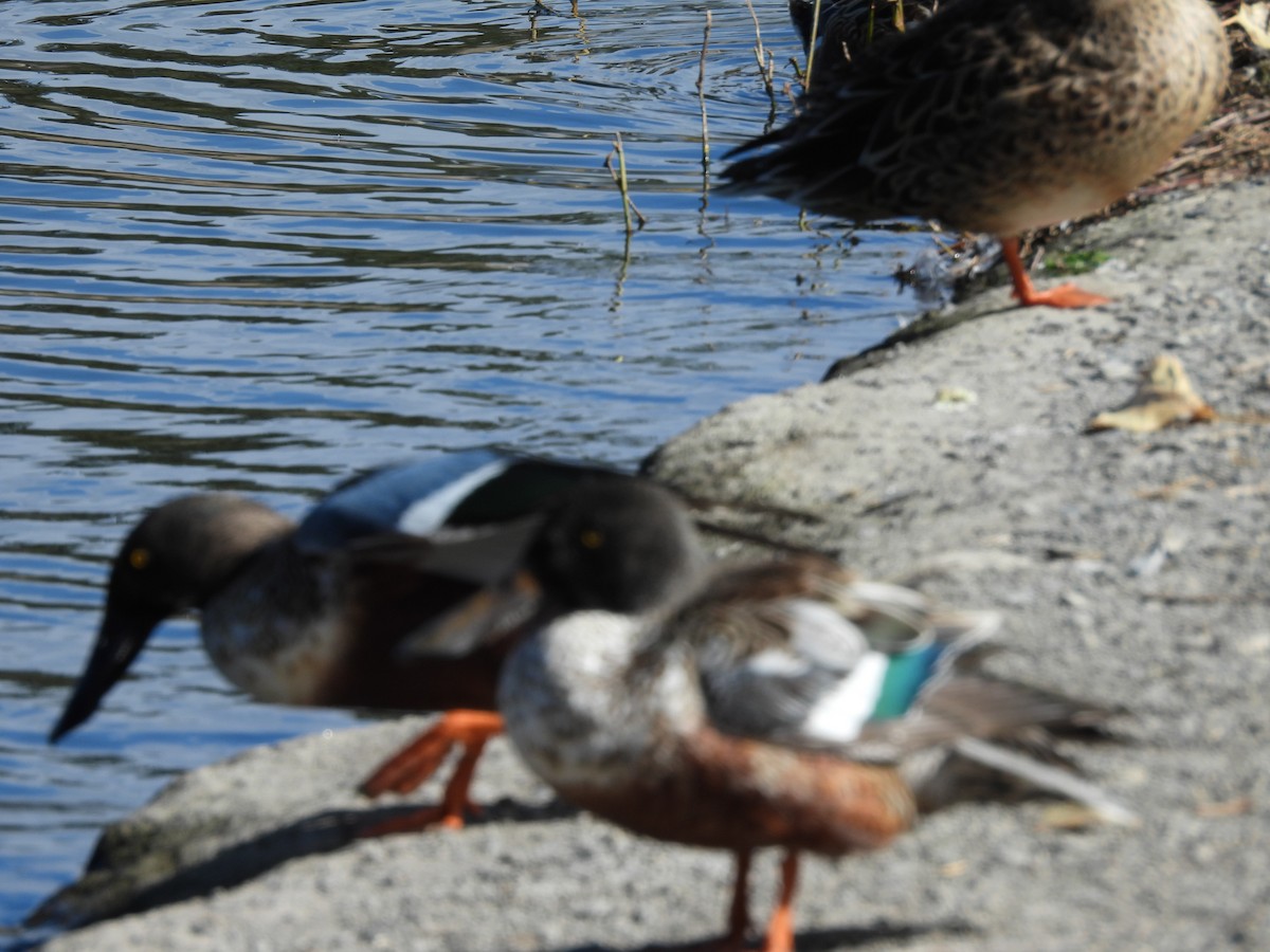 Cuchara Común - ML646826792