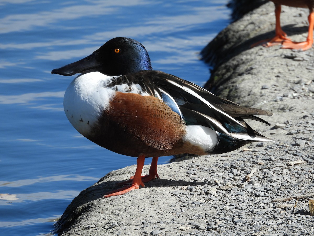 Cuchara Común - ML646826793