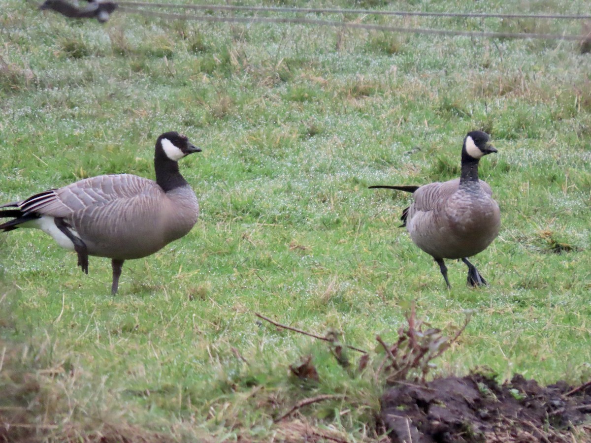 Branta kanadar txikia - ML646826794