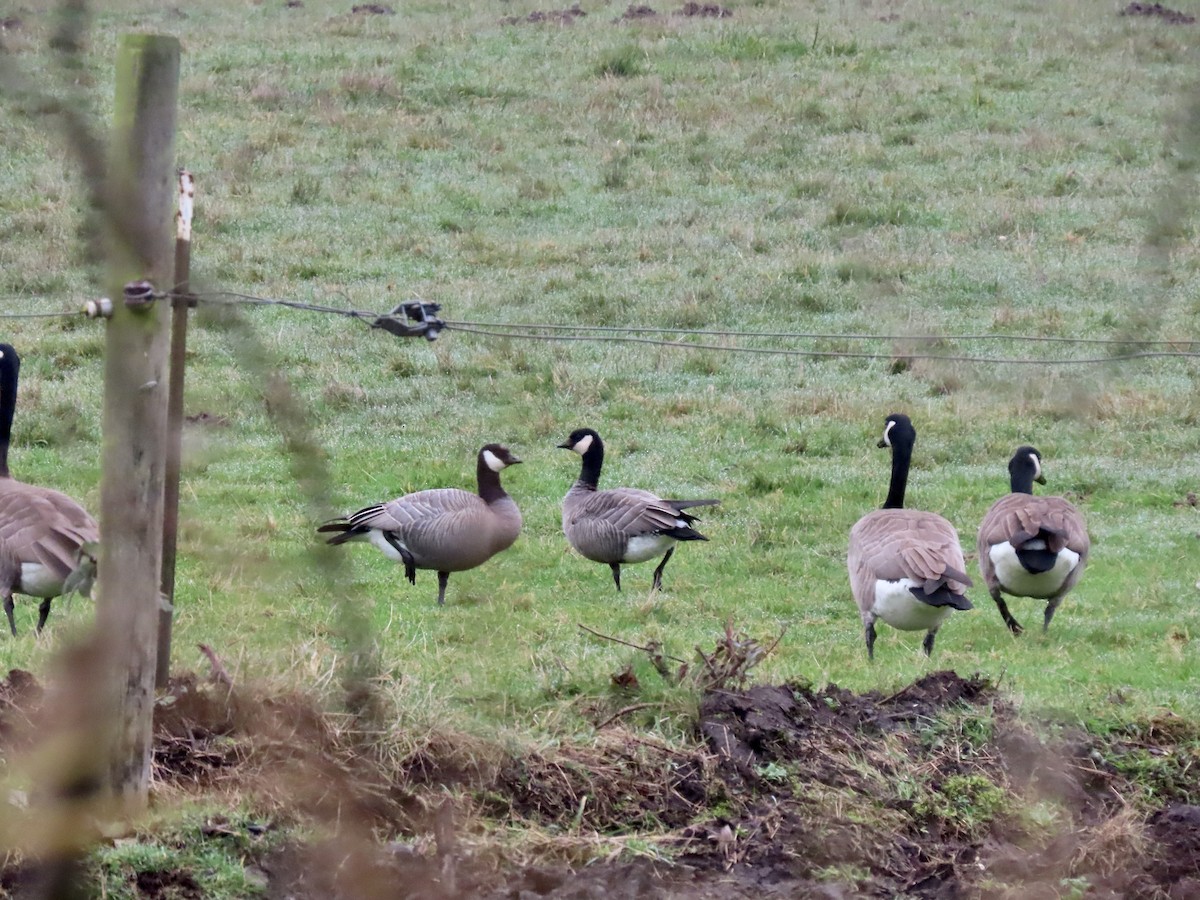 Branta kanadar txikia - ML646826795