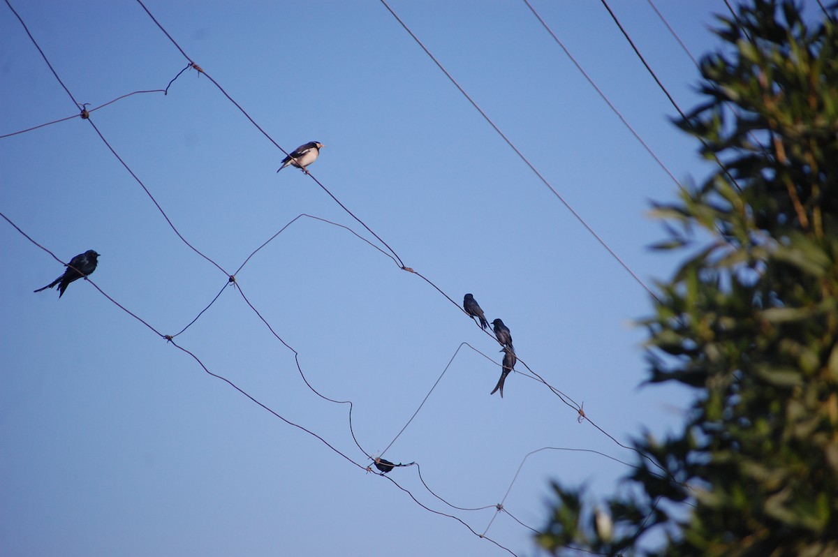 Indian Pied Starling - ML646826798