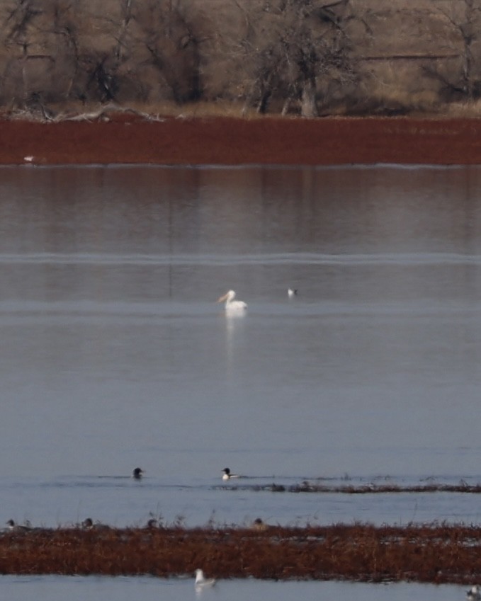 Amerika Pelikanı - ML646826800