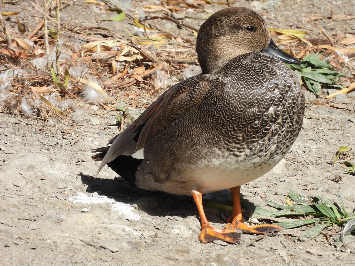 Ánade Friso - ML646826801