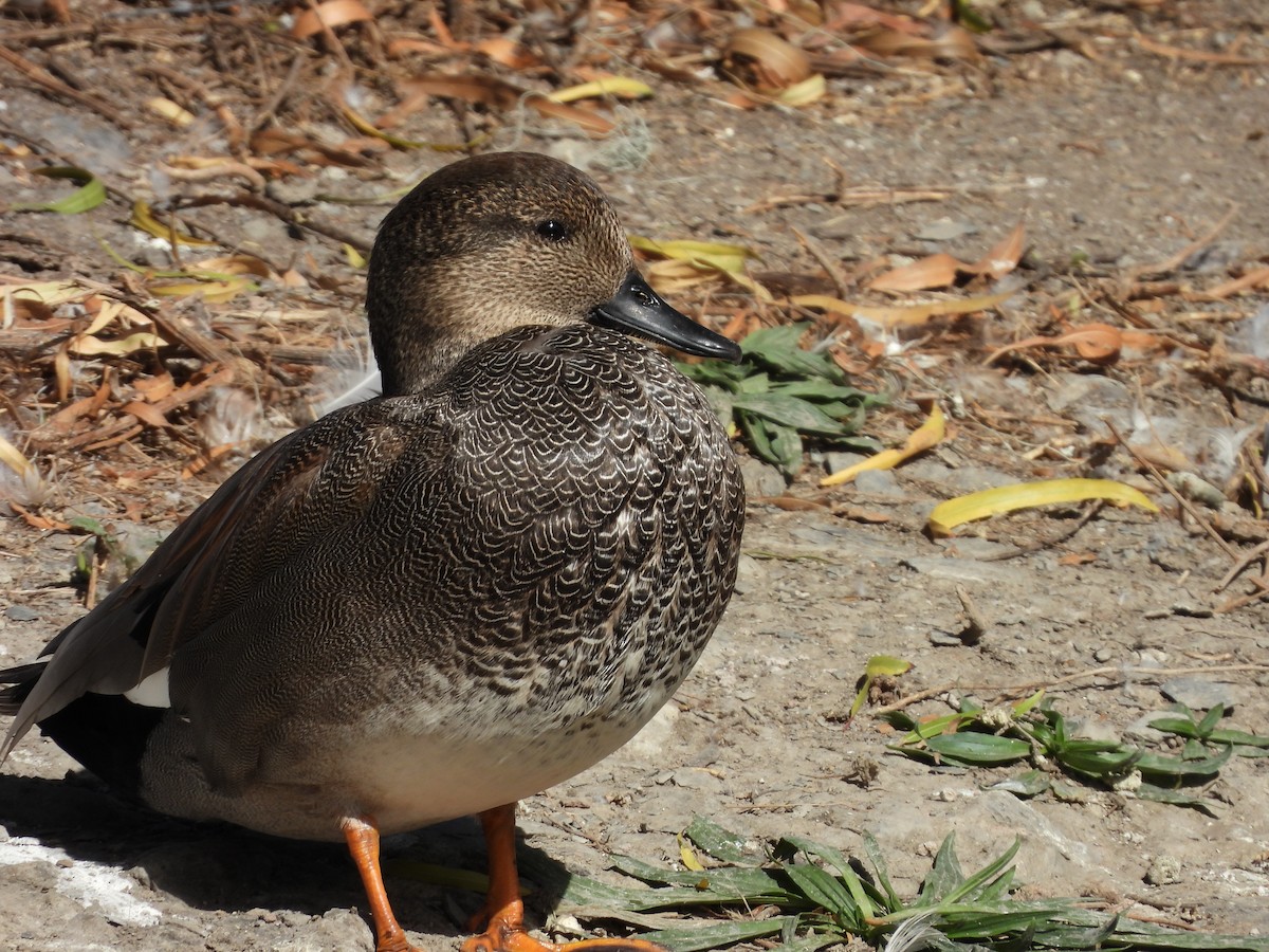 Ánade Friso - ML646826802