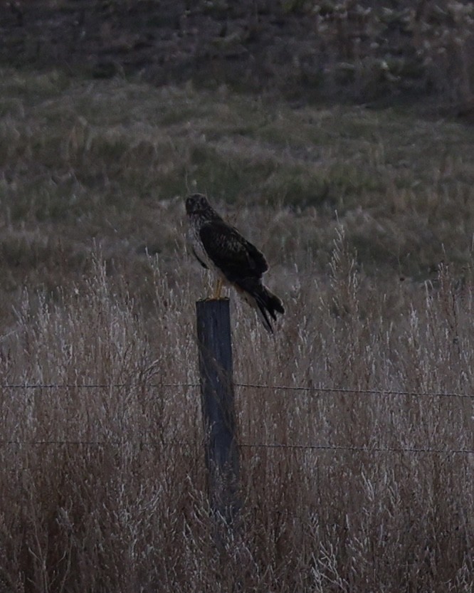 Amerika Delicesi - ML646826803