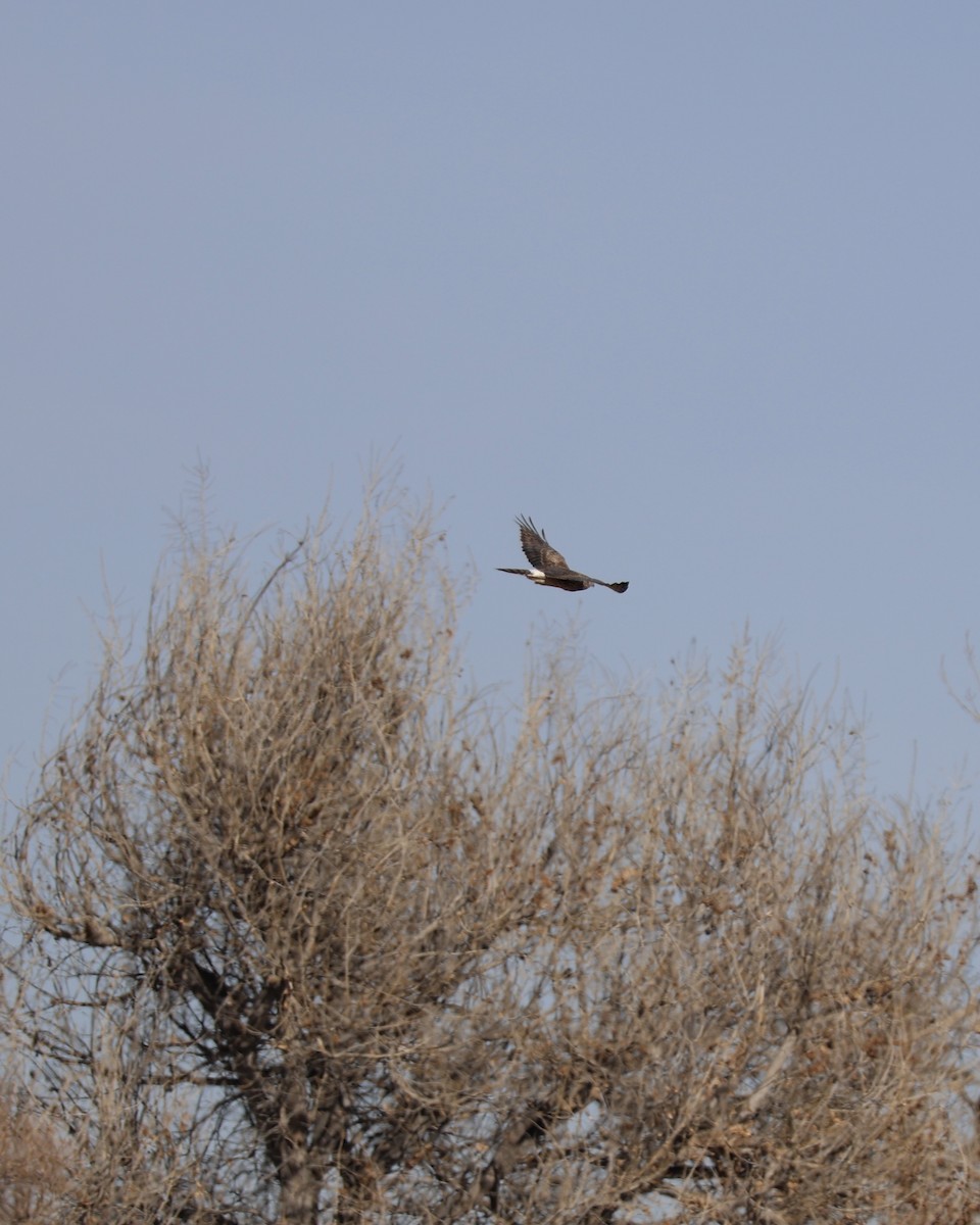 Amerika Delicesi - ML646826804