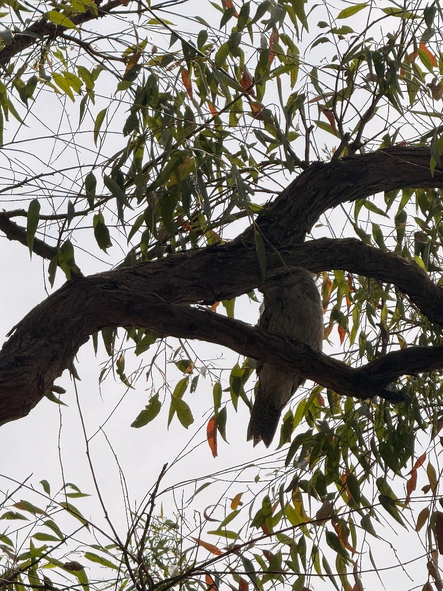 Tawny Frogmouth - ML646826805