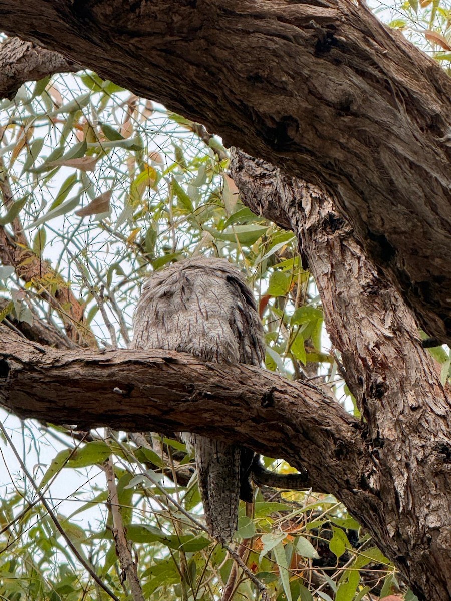Tawny Frogmouth - ML646826806